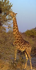 Photo-Giraffe