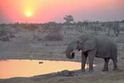Photo-Elephant Sunset