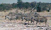 Photo-Zebras
